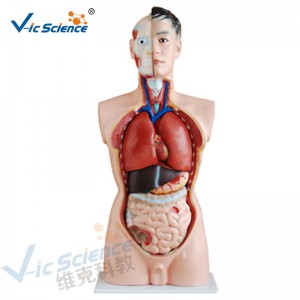 Anatomie medicală Model de corp uman 85CM Torso bărbat model 19 piese